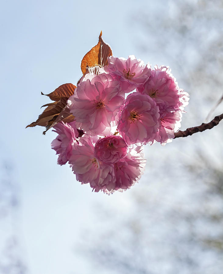 Cherry Blossoms #267 Photograph by Robert Ullmann