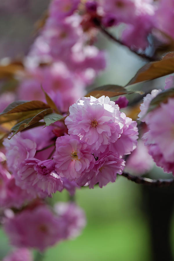 Cherry Blossoms #268 Photograph by Robert Ullmann