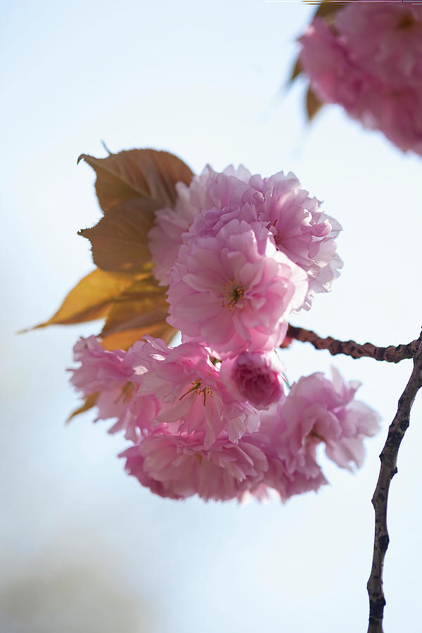 Cherry Blossoms #269 Photograph by Robert Ullmann