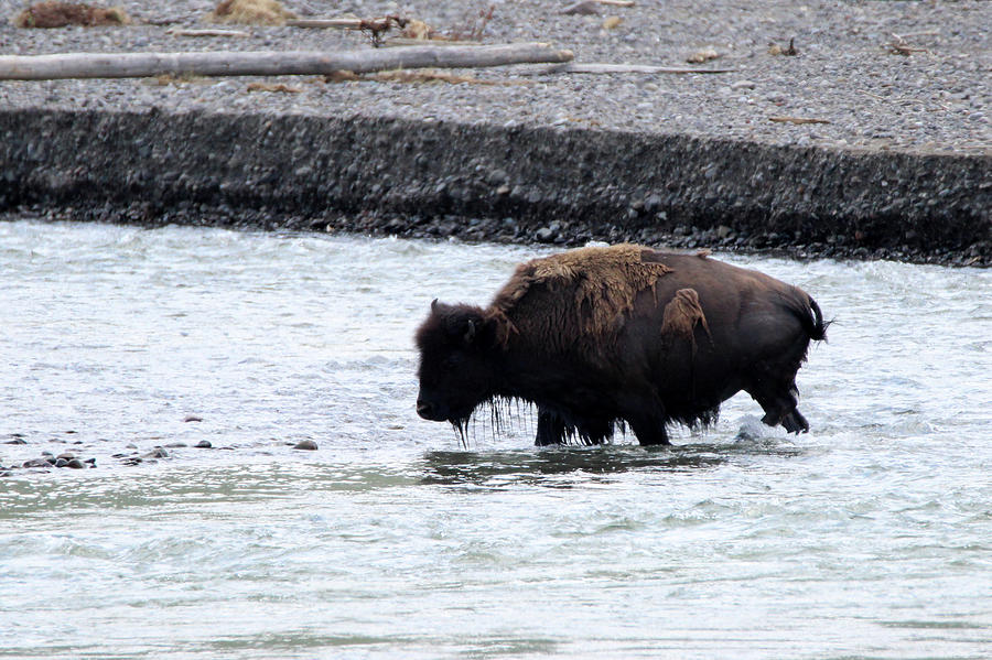 American Bison Yellowstone USA #27 Photograph by Bob Savage