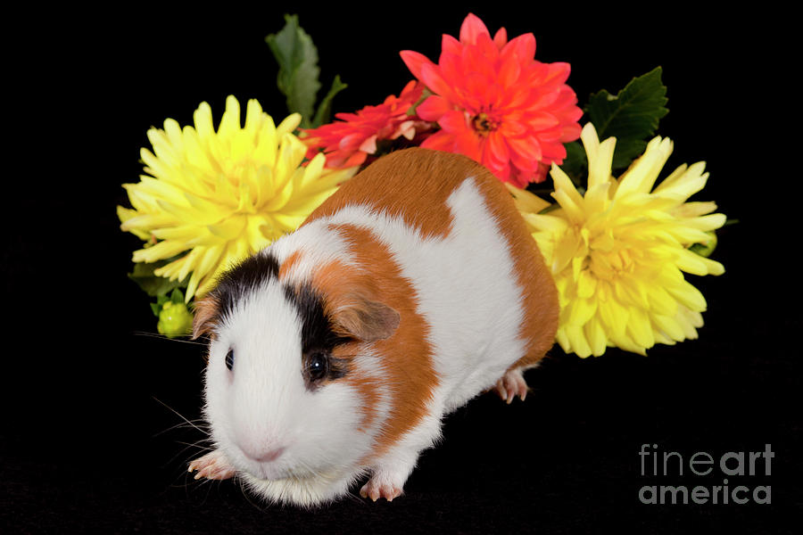 American Guinea Pigs - Cavia porcellus #27 Photograph by Anthony Totah