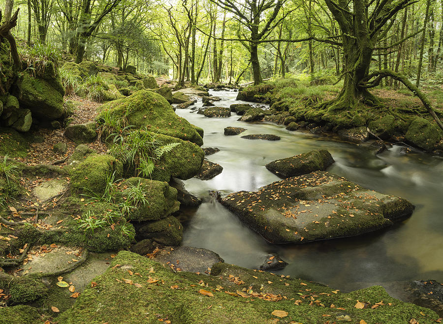 Beautiful Forest Stream Landscape Flowing Through Woodland With ...