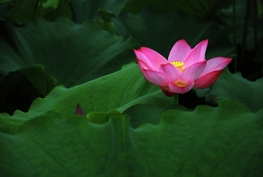 Blossoming lotus flower closeup #27 Photograph by Carl Ning
