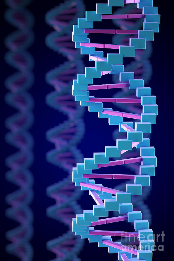 Dna Structure #27 Photograph by Science Picture Co