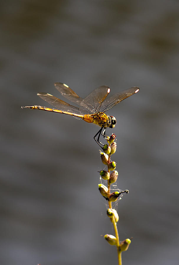 Dragonfly #27 Photograph by Gouzel -