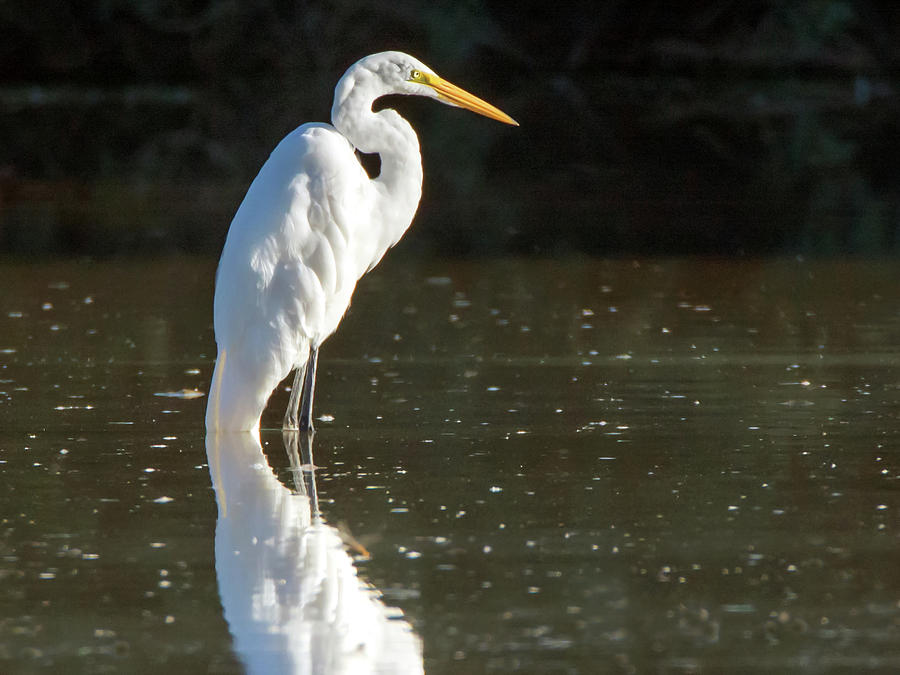 Great Egret #27 Photograph by Tam Ryan