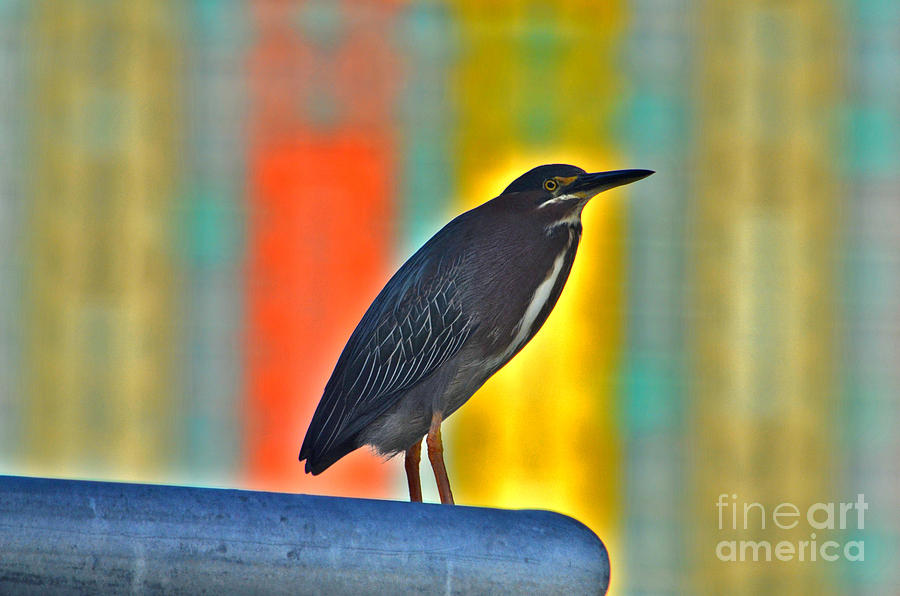 27- Green Heron Photograph by Joseph Keane