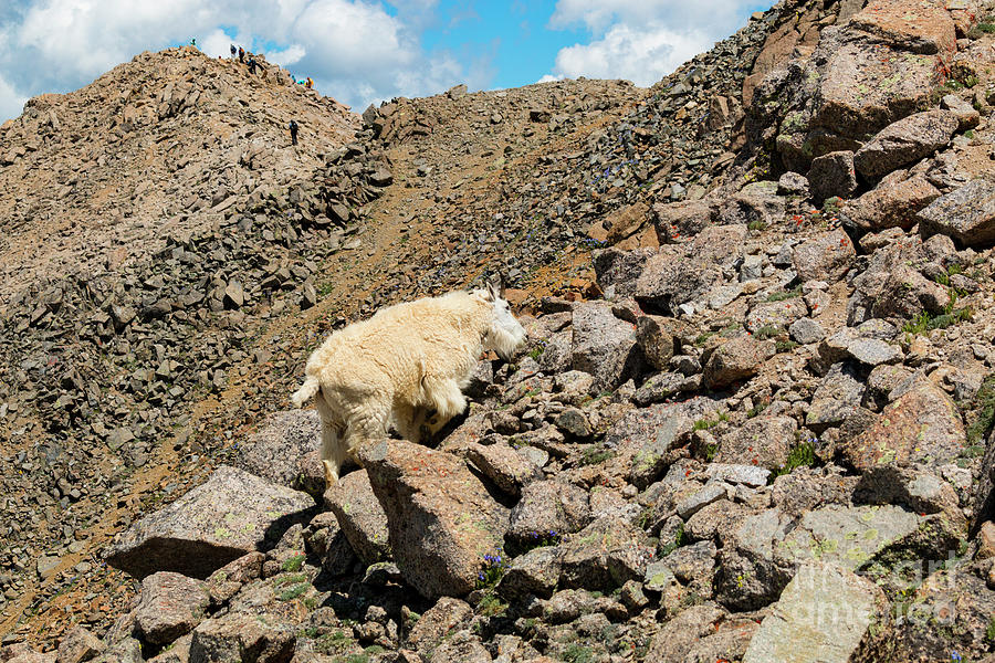 Hikers And Goats On Mount Massive Summit Photograph