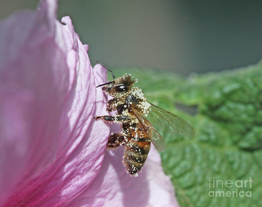 Honeybee #27 Photograph by Gary Wing