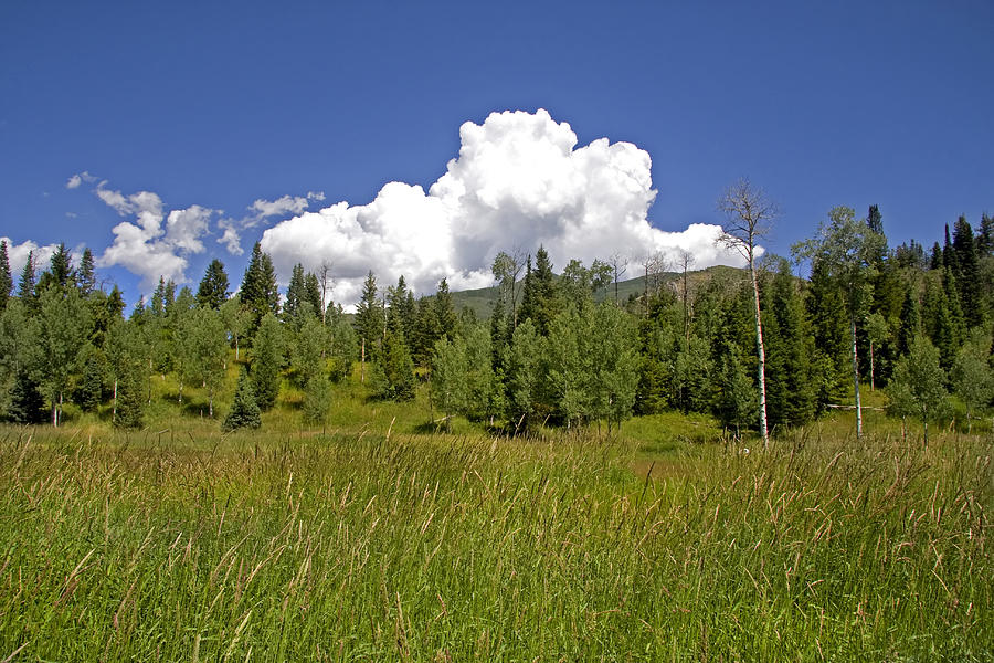 Mountain Meadow Photograph by Mark Smith