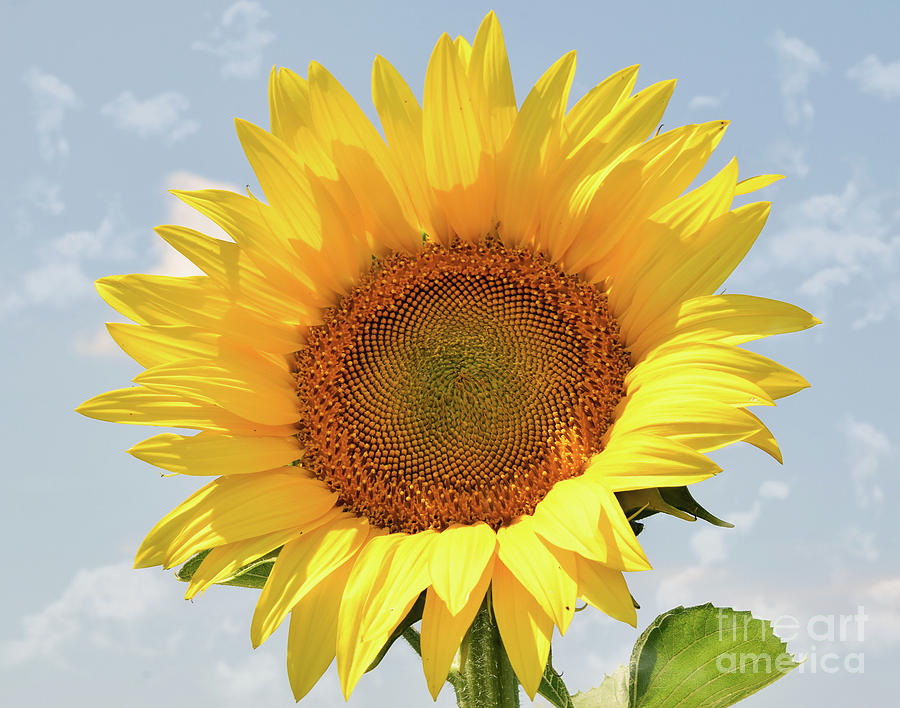 Nice Sunflower Photograph by Elvira Ladocki - Fine Art America