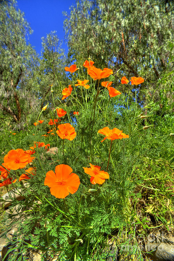 Poppies #27 Photograph by Marc Bittan