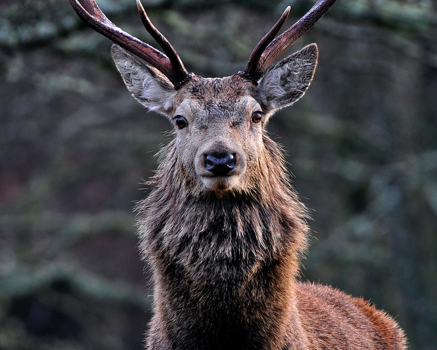 Red Deer Stag #27 Photograph by Gavin MacRae
