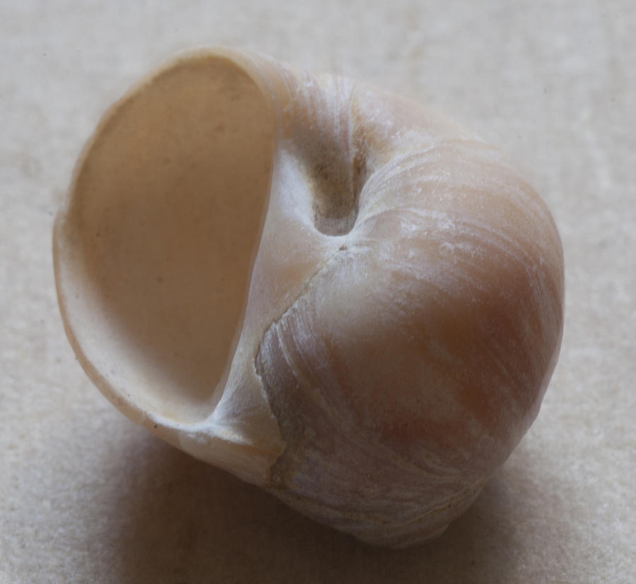 Sea shell #27 Photograph by Masami Iida