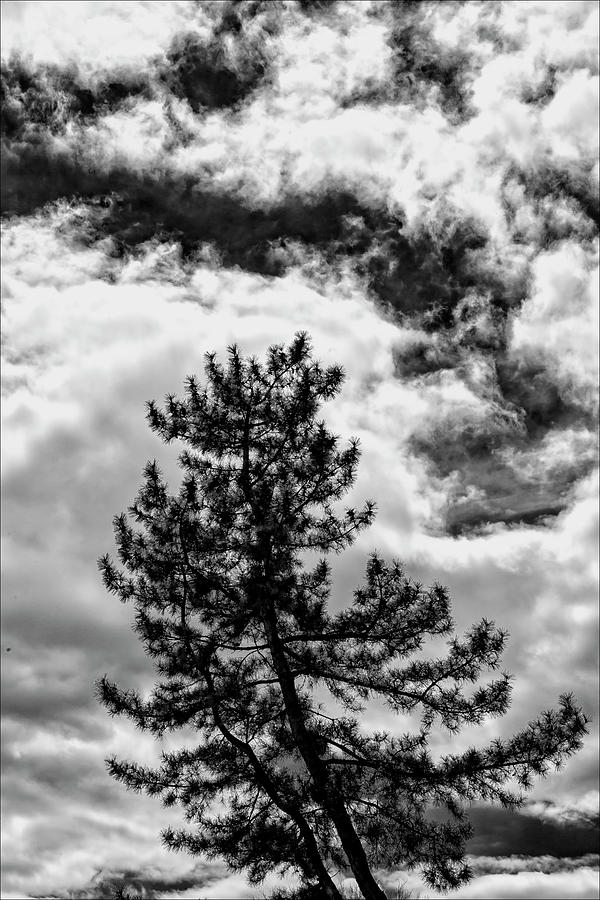 Trees Sky and Clouds #27 Photograph by Robert Ullmann