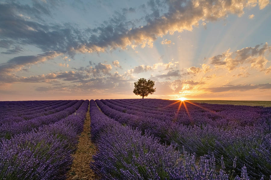 Summer Photograph - Valensole - Provence, France #27 by Joana Kruse