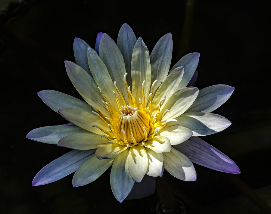 Water Lily #27 Photograph by Robert Ullmann