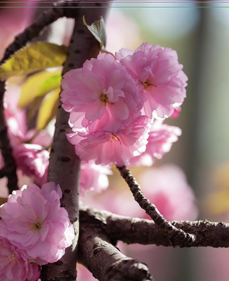 Cherry Blossoms #270 Photograph by Robert Ullmann