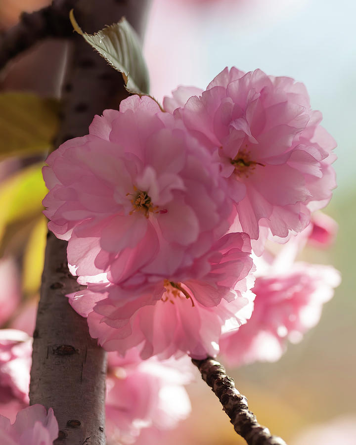 Cherry Blossoms #271 Photograph by Robert Ullmann