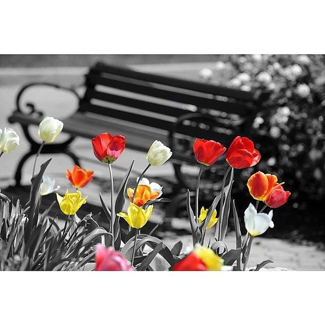 Spring Photograph - Tulips by Kelsey Slicker