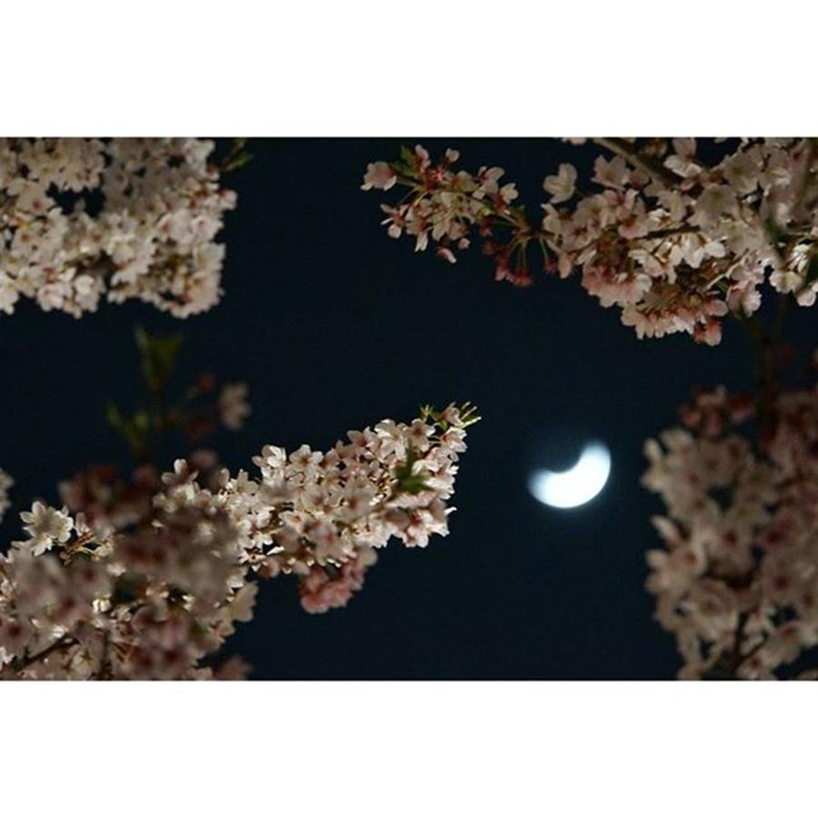 Cherryblossom Photograph - Instagram Photo #271460298616 by Hidemi Yamamoto