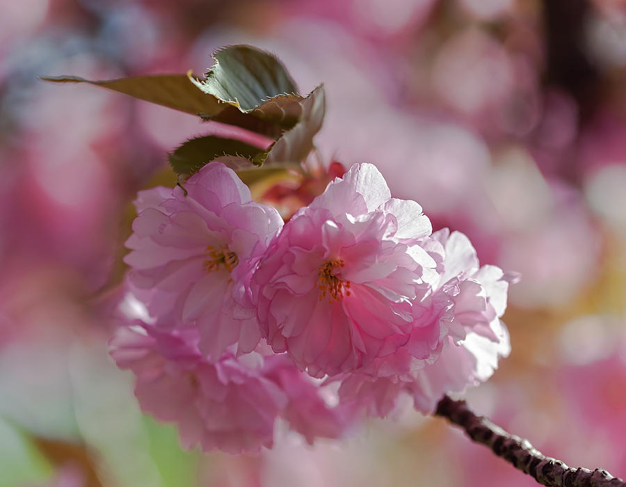 Cherry Blossoms #272 Photograph by Robert Ullmann