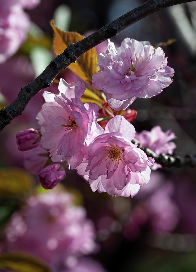 Cherry Blossoms #273 Photograph by Robert Ullmann