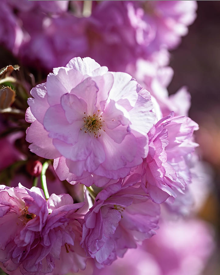 Cherry Blossoms #274 Photograph by Robert Ullmann