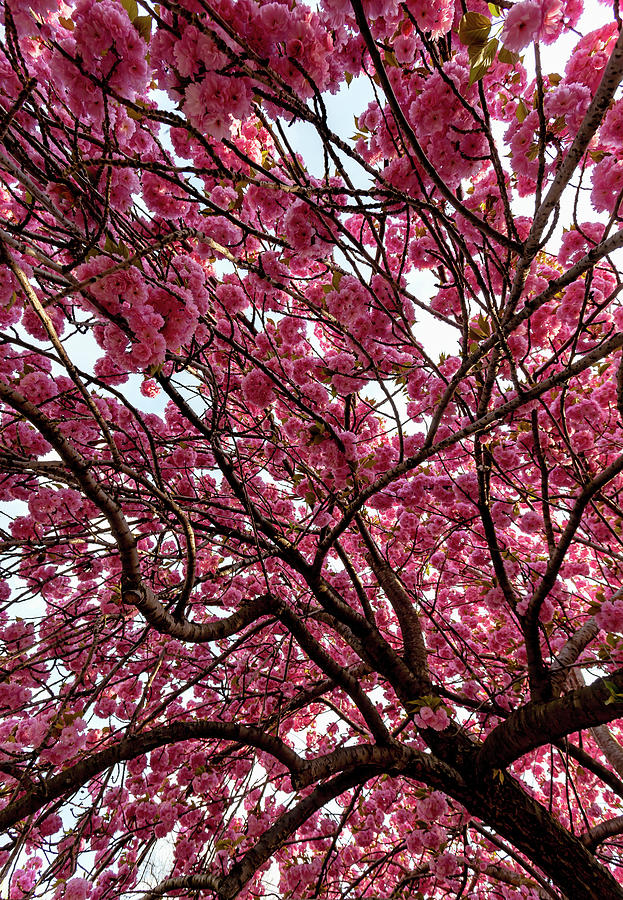 Cherry Blossoms #275 Photograph by Robert Ullmann