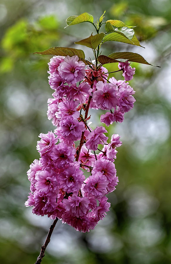 Cherry Blossoms #276 Photograph by Robert Ullmann