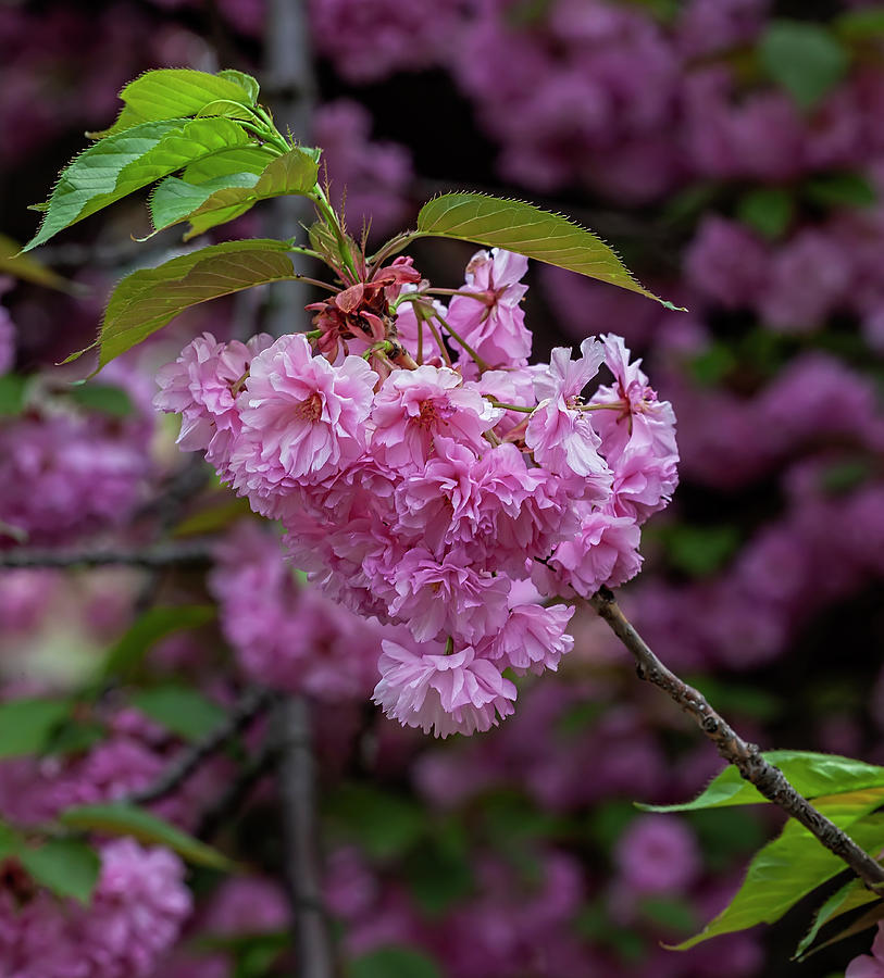 Cherry Blossoms #277 Photograph by Robert Ullmann