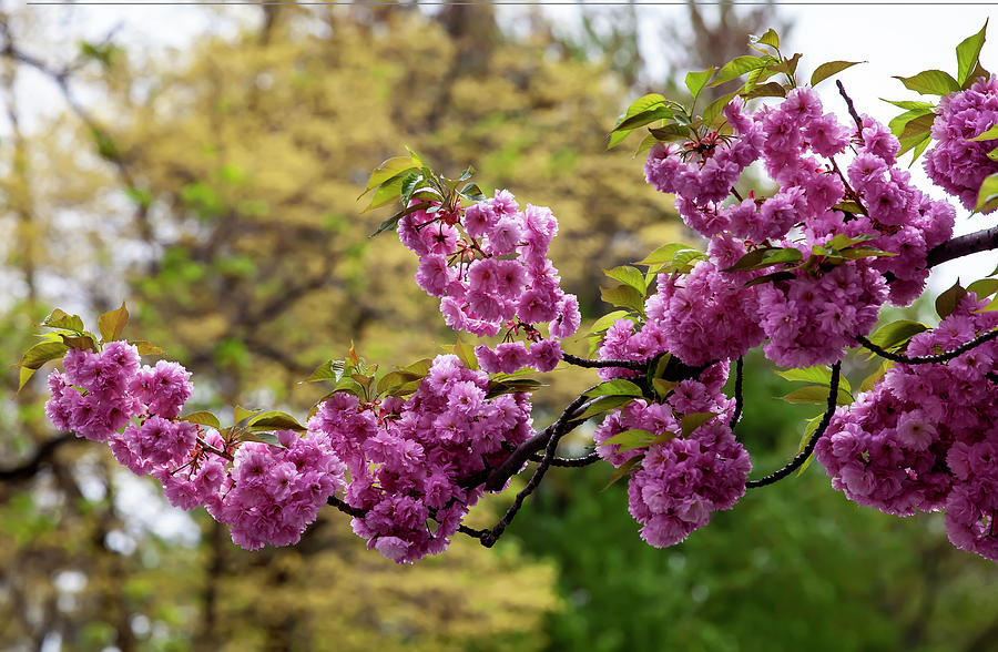 Cherry Blossoms #278 Photograph by Robert Ullmann