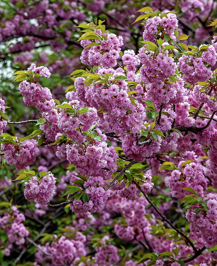 Cherry Blossoms #279 Photograph by Robert Ullmann