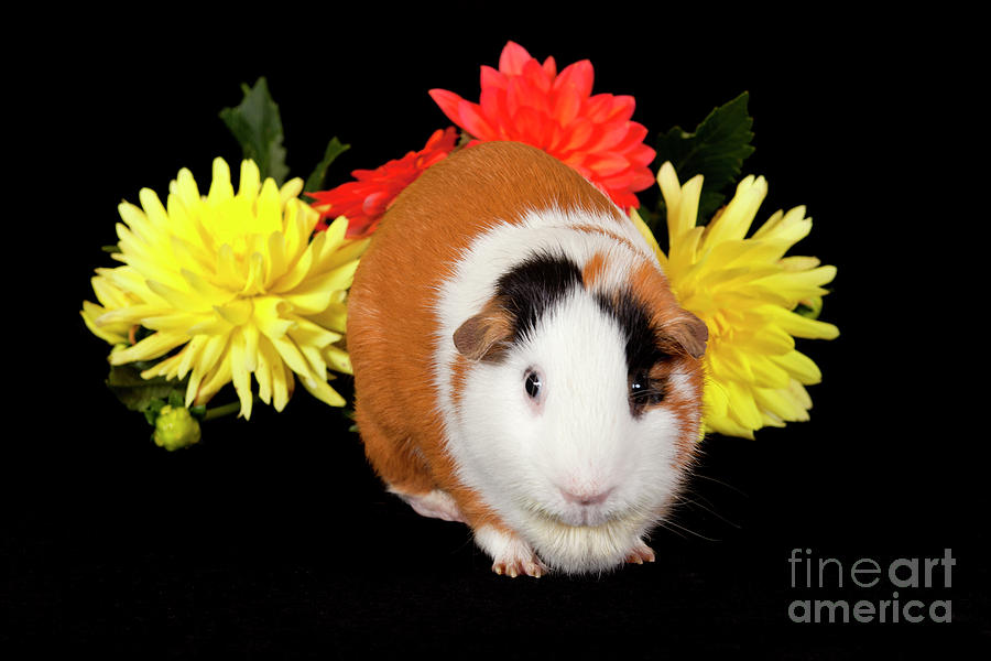 American Guinea Pigs - Cavia porcellus #28 Photograph by Anthony Totah