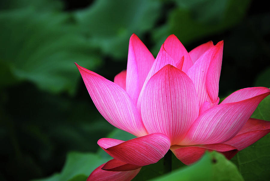 Blossoming lotus flower closeup #28 Photograph by Carl Ning