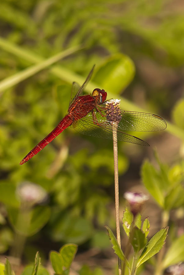 Dragonfly #28 Photograph by Gouzel -