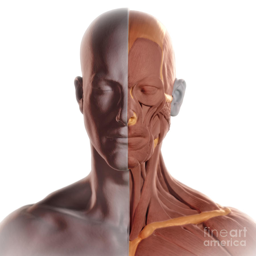 facial-muscle-strengthening-chuby-shorthair-blonde-anal