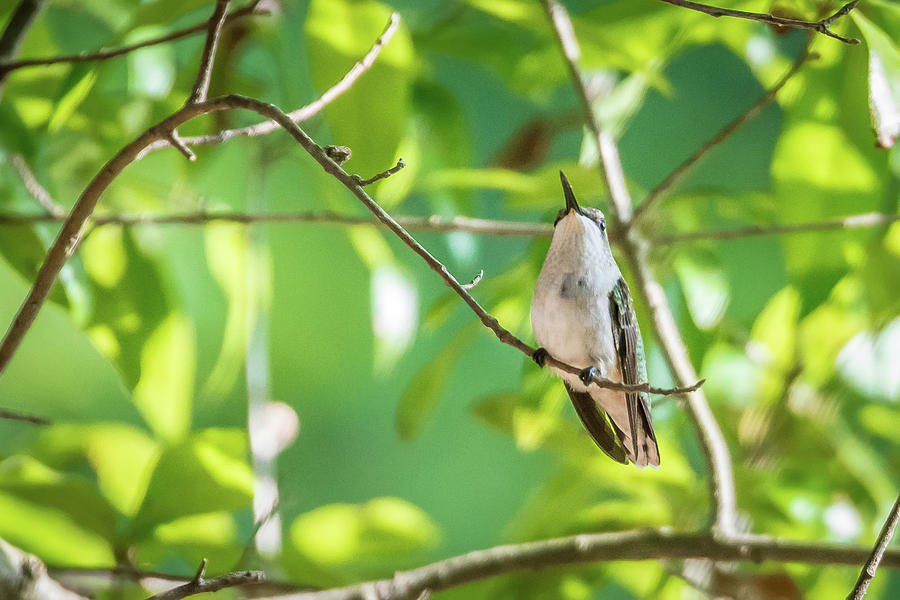 Hummingbird Found In Wild Nature On Sunny Day #28 Photograph by Alex Grichenko