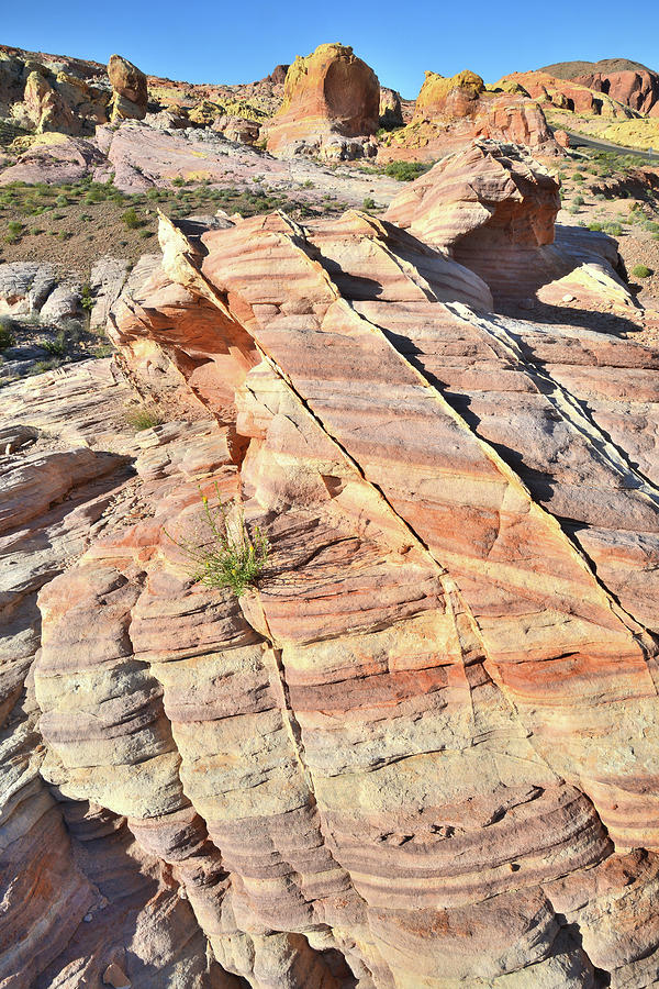 Multicolored Sandstone in Valley of Fire #24 Photograph by Ray Mathis