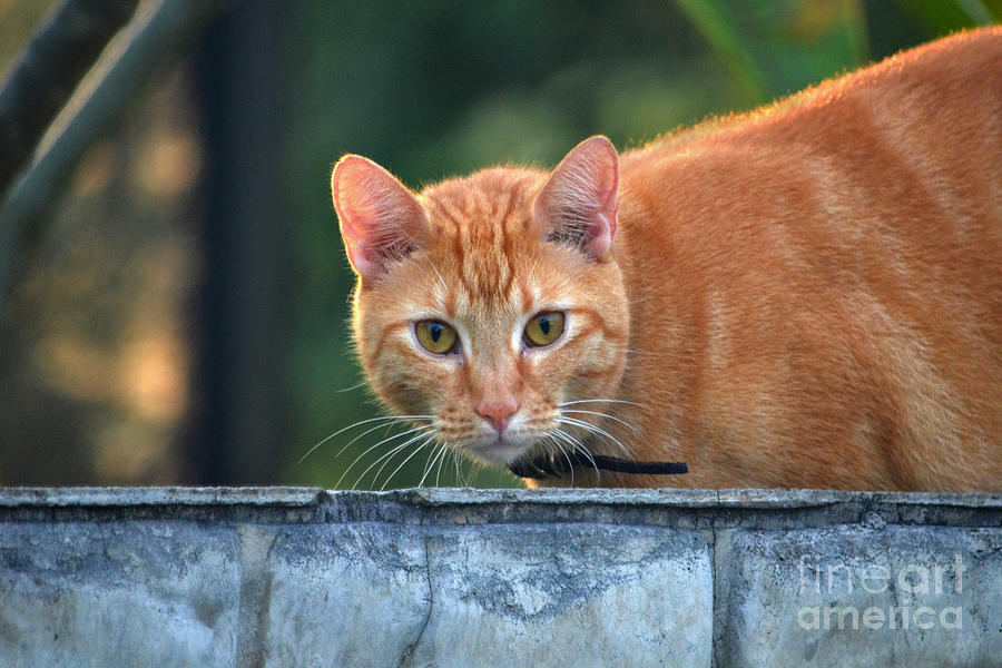 28- Orange Mackerel Tabby Cat Photograph by Joseph Keane