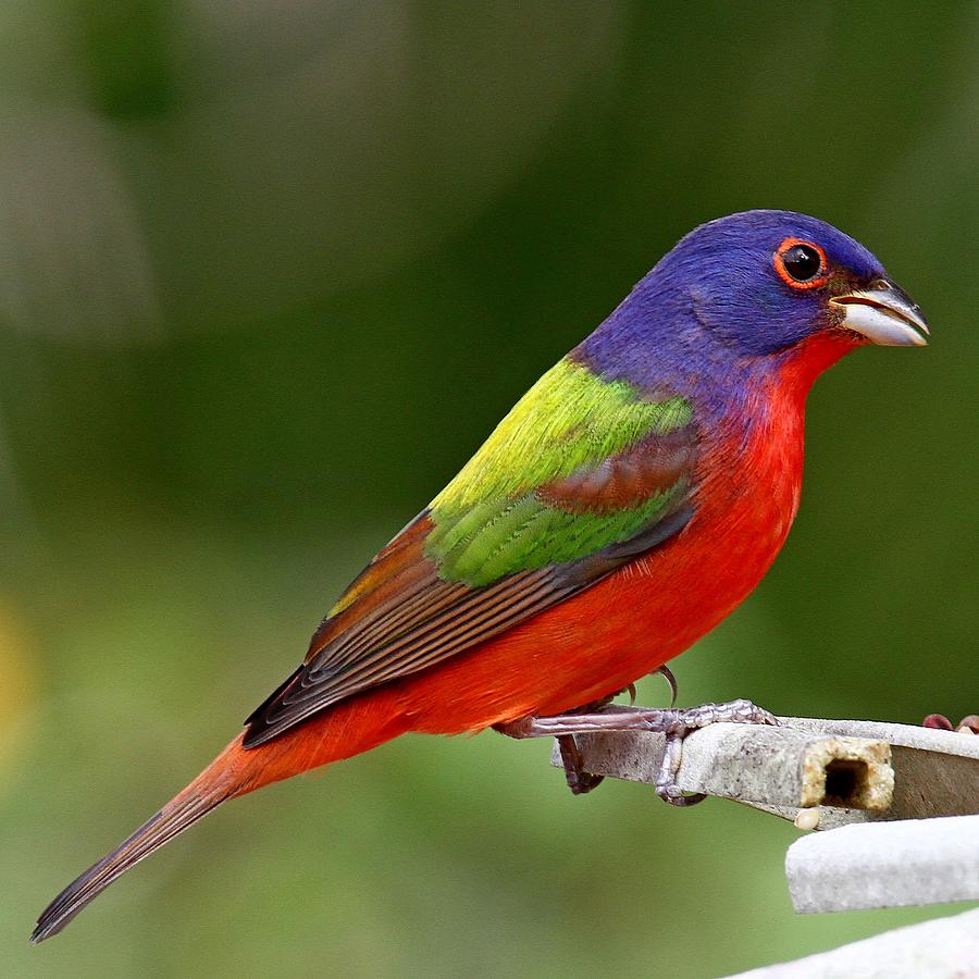 Painted Bunting by Ira Runyan Painted Bunting by Ira Runyan