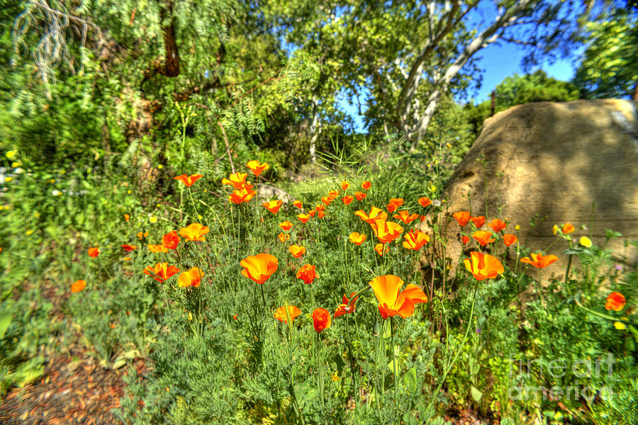Poppies #28 Photograph by Marc Bittan