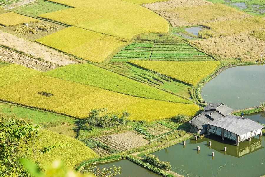 Rice fields scenery in autumn #28 Photograph by Carl Ning
