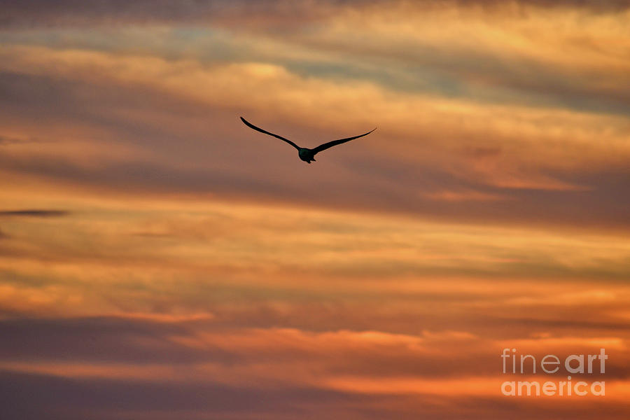 28- Seagull At Sunrise Photograph by Joseph Keane