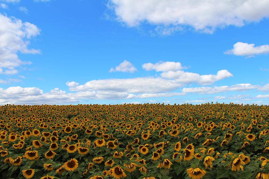 Sunflower #28 Photograph by Donn Ingemie