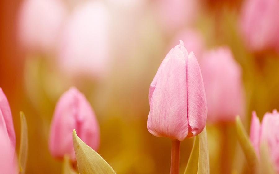 Spring Digital Art - Tulip #28 by Super Lovely
