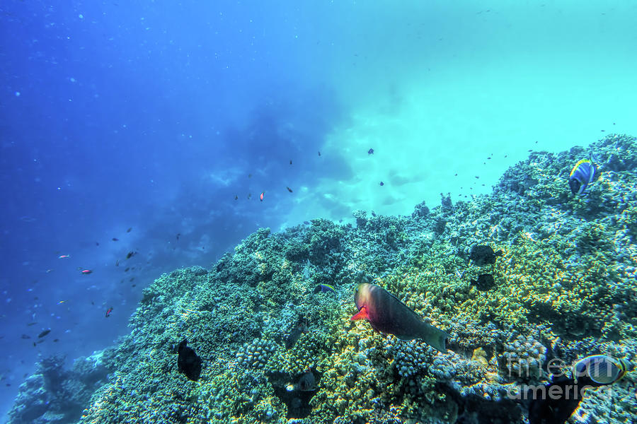 Underwater coral reef and fish in Indian Ocean, Maldives. #28 Photograph by Michal Bednarek