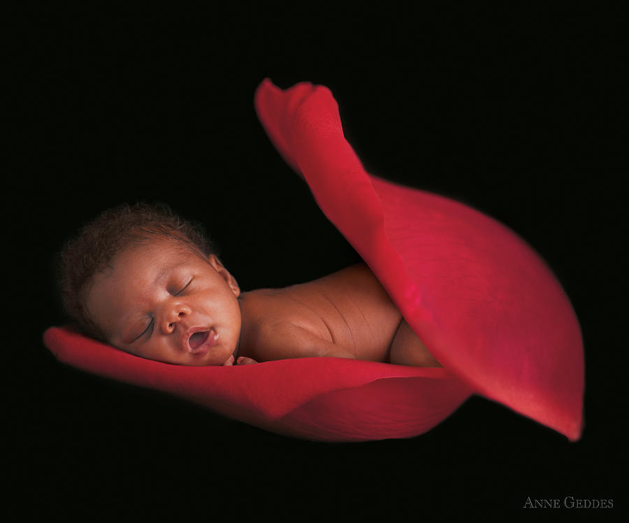 Amaya in a Rose Petal Photograph by Anne Geddes