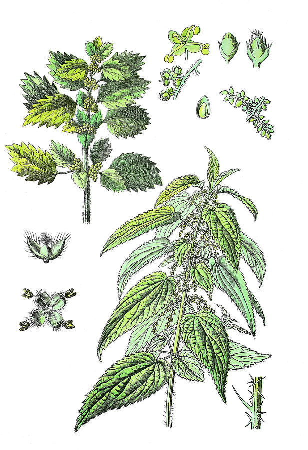 Urtica Dioica Botanical Drawing - Amyhj