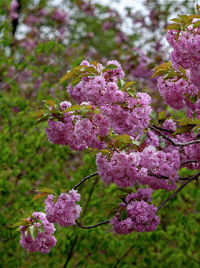 Cherry Blossoms #280 Photograph by Robert Ullmann